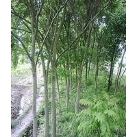 江西無(wú)患子，大量6-15公分無(wú)患子