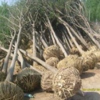 山西國槐|山西側(cè)柏|山西刺槐|各種規(guī)格齊全供應(yīng)