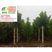 19、20公分一年帽法桐最新價格