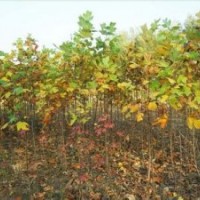 南京楓香產(chǎn)地10公分楓香價格12公分楓香價格