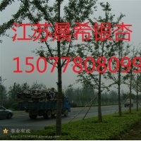 15公分銀杏樹價(jià)格，15公分銀杏苗價(jià)格