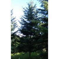 供應(yīng)云杉