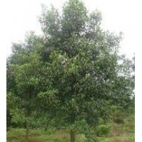 苗圃杜英價(jià)格 供應(yīng)6公分8公分杜英價(jià)格