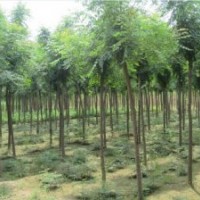 批發(fā) 欒樹(shù)