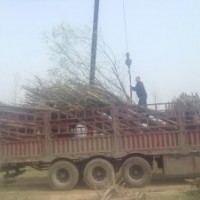 柳樹供應，柳樹苗，直柳，旱柳，黃金柳，饅頭柳，垂柳