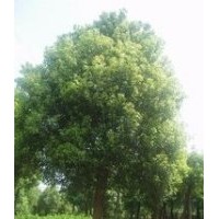 南京香樟價格 精品10公分香樟價格