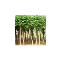 供應(yīng)火炬樹，火炬苗