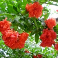 白蠟、牡丹石榴、國(guó)槐、垂柳、饅頭柳、西府海棠、紫薇、榆葉梅