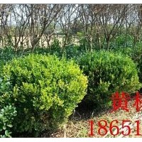 黃楊基地批發(fā)價(jià)格、小葉黃楊球供應(yīng)、賣小葉黃楊球