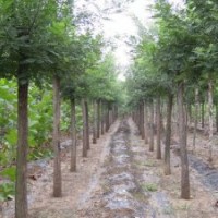 叢生紫薇大白蠟?zāi)档な駠?guó)槐垂柳饅頭柳西府北美海棠榆葉梅