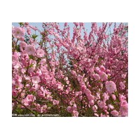 京桃地徑0.7-5公分