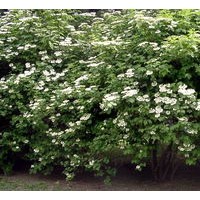 金葉猶、平枝荀子、太平花、猥實、天目瓊花、美人蕉