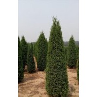 一手貨源儈柏，國(guó)槐，龍爪槐