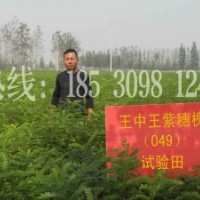 紫穗槐批發(fā)價