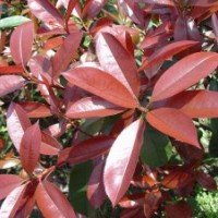 紅葉石楠出售,3公分-4公分-5公分紅葉石楠