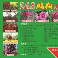 供應(yīng)新品北美海棠苗、金葉榆、果樹苗、李子苗