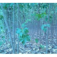 山東毛白楊，2公分毛白楊，3公分毛白楊小苗