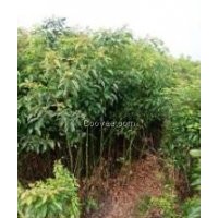 木荷2公分價格、木荷2公分報價、2公分木荷多少錢