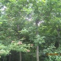 南京楓香報價1，2，3米精品楓香出售