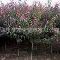 供應(yīng)絢麗海棠,亞當(dāng)海棠,碧桃,紫葉矮櫻,木槿，白蠟悶子