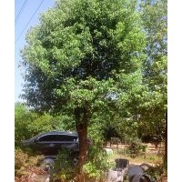 23-25公分移植大骨架香樟低價(jià)銷售