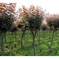 山東青州1--5公分紅葉碧桃價(jià)格批發(fā)