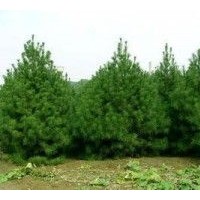 大量白皮松出售、1米以上白皮松大量低價(jià)優(yōu)惠供應(yīng)