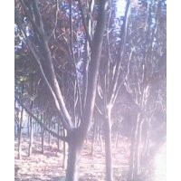 供紅葉李、紫葉李、碧桃