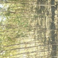 長期供應(yīng)國槐小苗 香花槐小苗