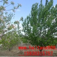 八棱海棠樹誠信供應商