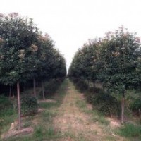 低價(jià)供應(yīng)紅葉石楠樹