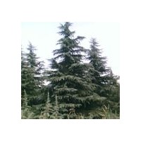 南京雪松，雪松價(jià)格，雪松基地