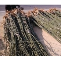 三公分速生國槐 四公分速生國槐