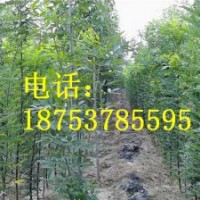 1.5公分國(guó)槐小苗