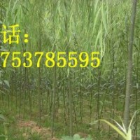 3公分速生柳3公分速生垂柳