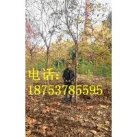 6公分北京欒樹(shù)