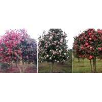 低價供應(yīng)2萬多株精品茶花