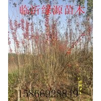 冬紅海棠，紅麗海棠，垂絲海棠，亞當(dāng)海棠