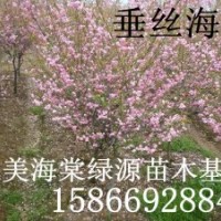 垂絲海棠，亞當(dāng)海棠，道格海棠，鉆石海棠