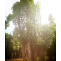 多桿香樟，多桿骨架湖南香樟