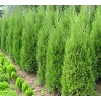 河南檜價(jià)格_河南檜小苗批發(fā)