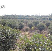 供應(yīng)欏木石楠、中華石楠