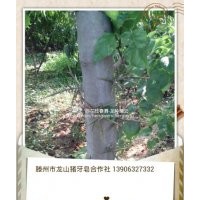 供應(yīng)皂莢樹(shù)苗，豬牙皂莢樹(shù)苗，滕州市皂角合作社