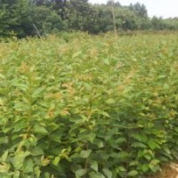 供應(yīng)枸骨球、火棘球、枸骨、石楠球、十大功勞、大葉梔子花