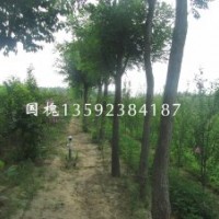 河南國槐基地，二年生國槐，三年生國槐，四年生國槐，各種規(guī)格