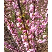 供應(yīng)榆葉梅