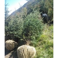 甘肅長(zhǎng)青苗木供應(yīng)各種規(guī)格云杉