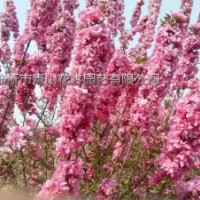 北美海棠、北美海棠高原之火、北美海棠紅寶石