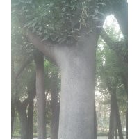 垂柳國槐白蠟合歡皂角等綠化苗木