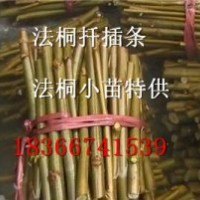 法桐扦插條扦插技術(shù)河北廊坊法桐扦插棒價(jià)格是多少
